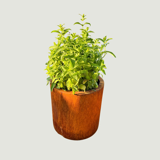 Kuru Kaarna Corten-teräs kukkaruukku